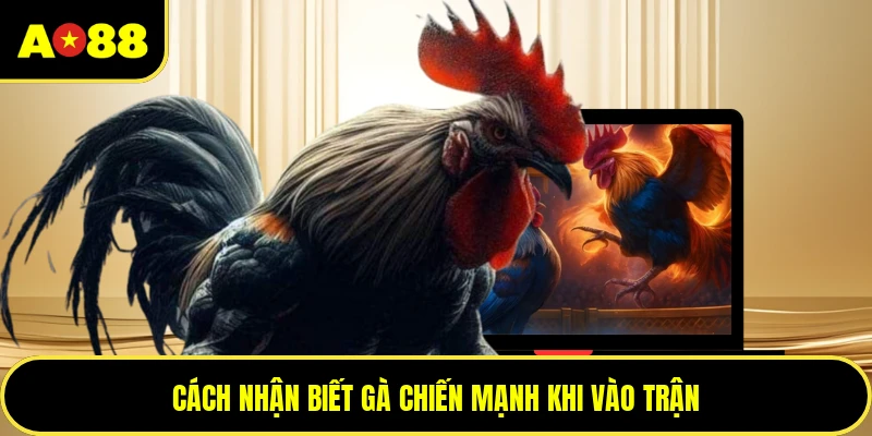 Cách nhận biết gà chiến mạnh khi vào trận